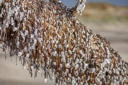 Image of Goose barnacle