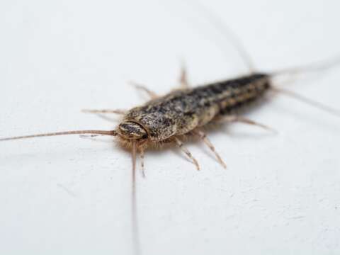 Image of Four-lined Silverfish