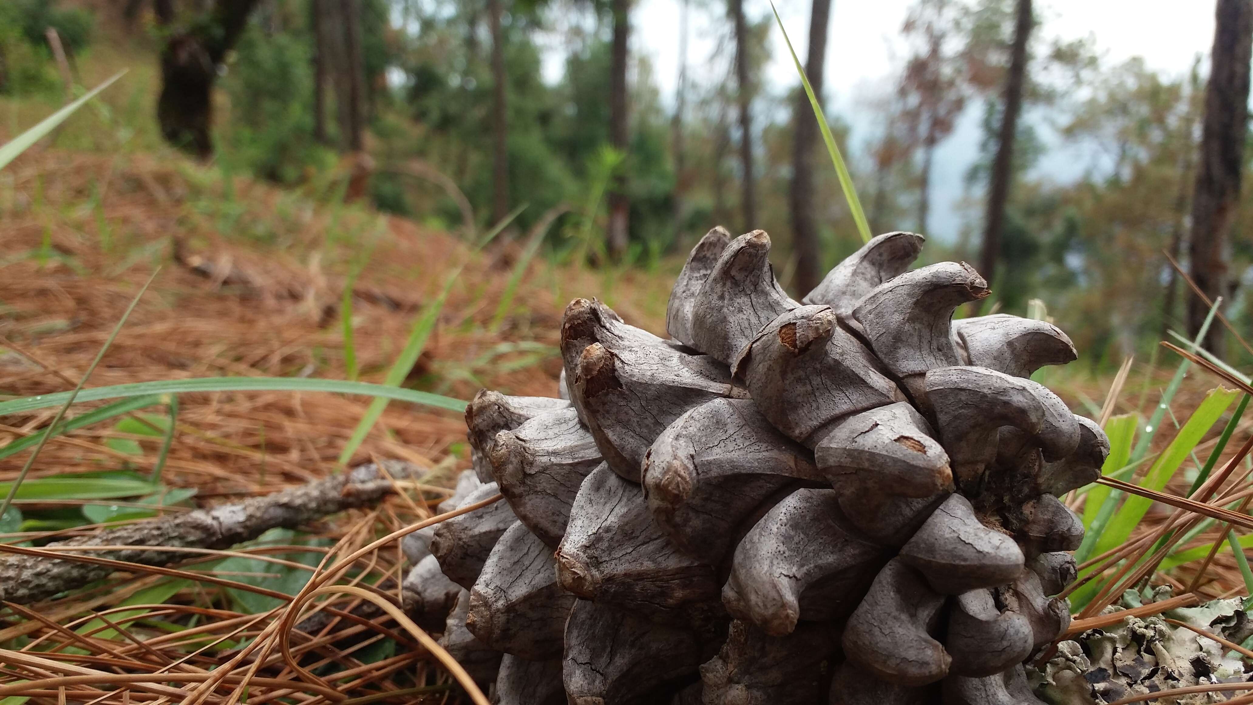 Image of Cheer pine