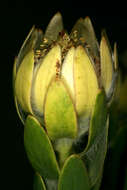 Image of Leucadendron nervosum Phillips & Hutchinson