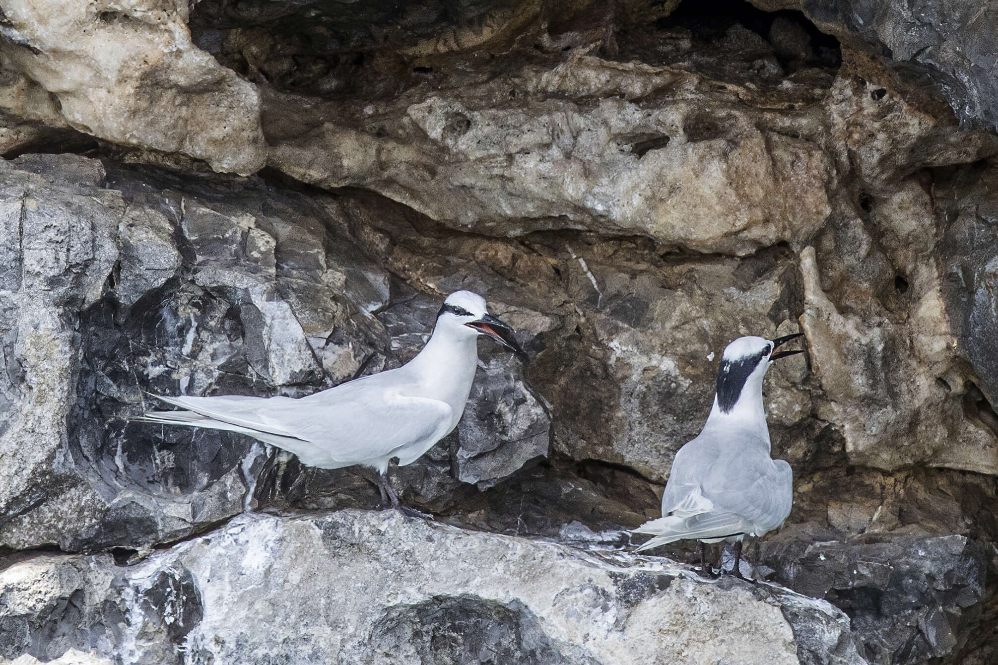 Image of Black-naped Tern