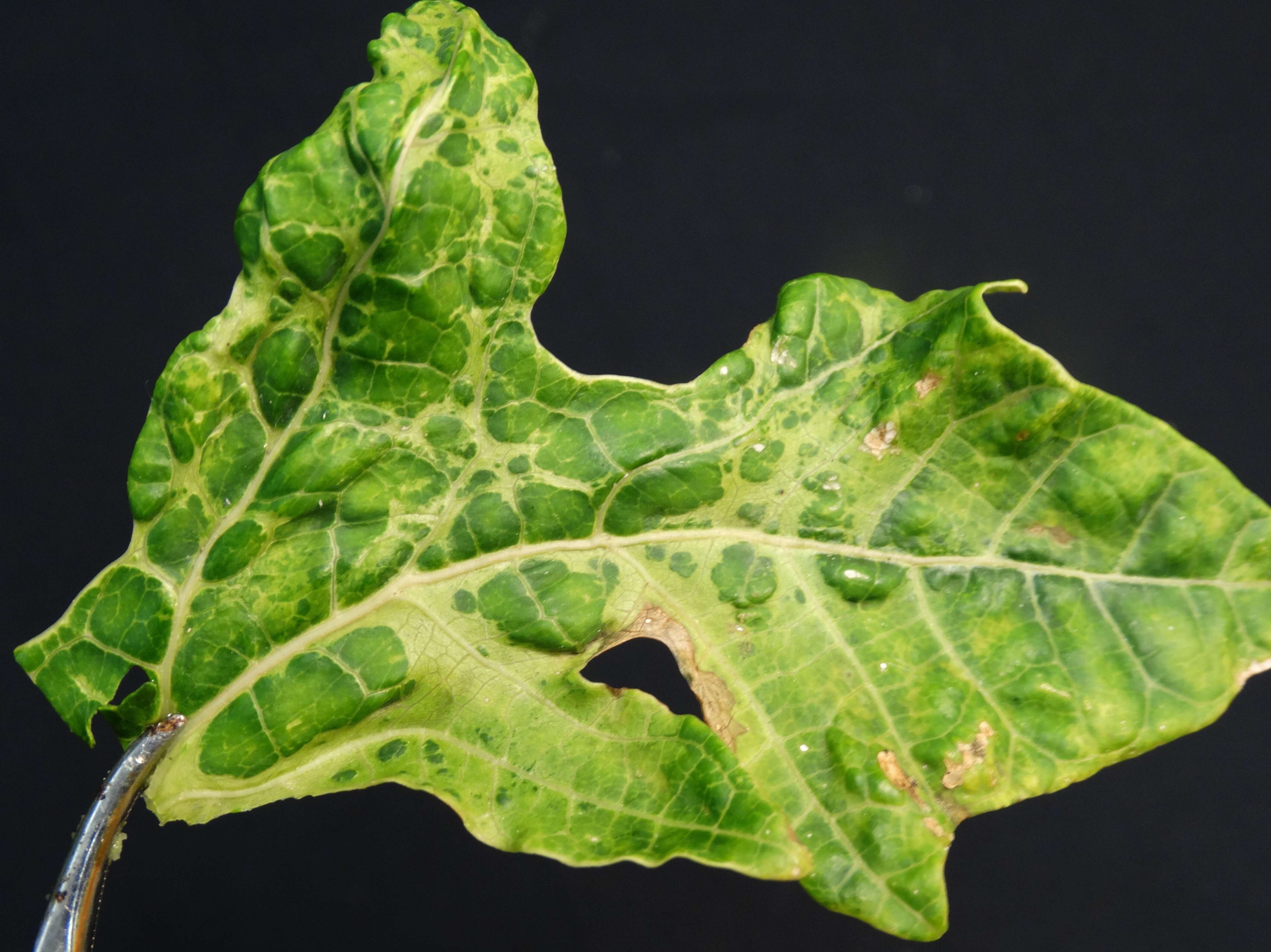 Image of Papaya ringspot virus