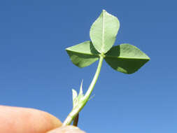 Image of reversed clover