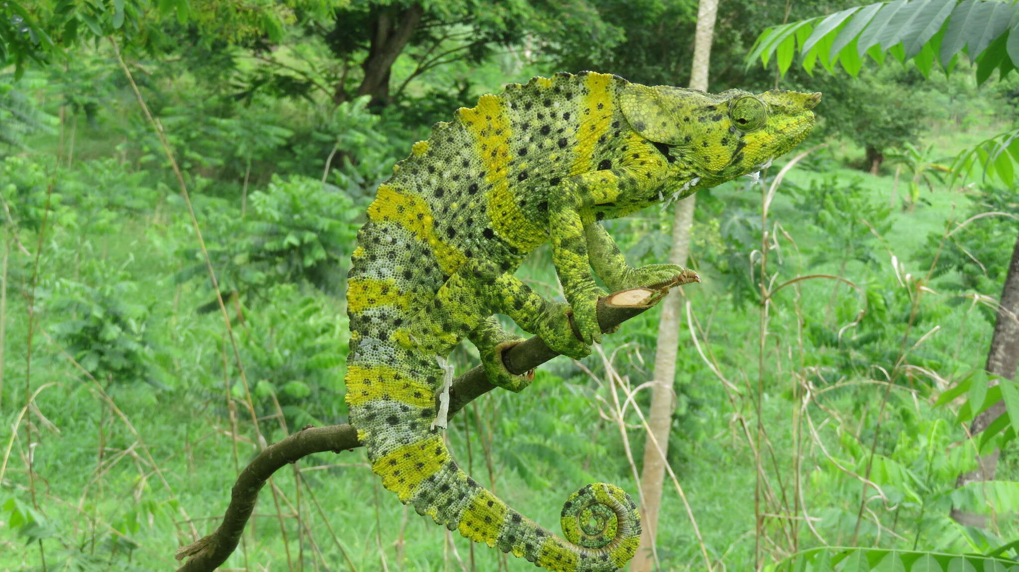 Image of Giant One-Horned Chameleon