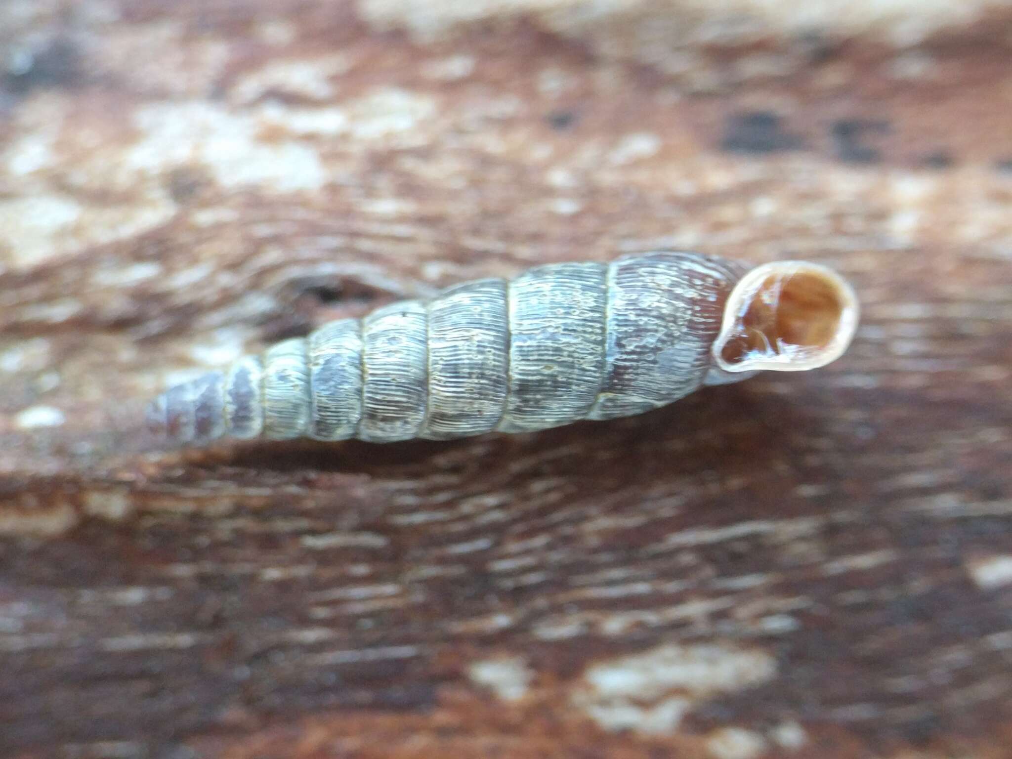 Image of two-toothed door snail