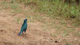 Image of Superb Starling