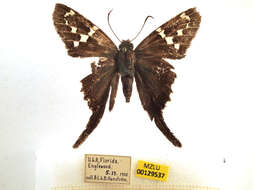 Image of Long-tailed Skipper