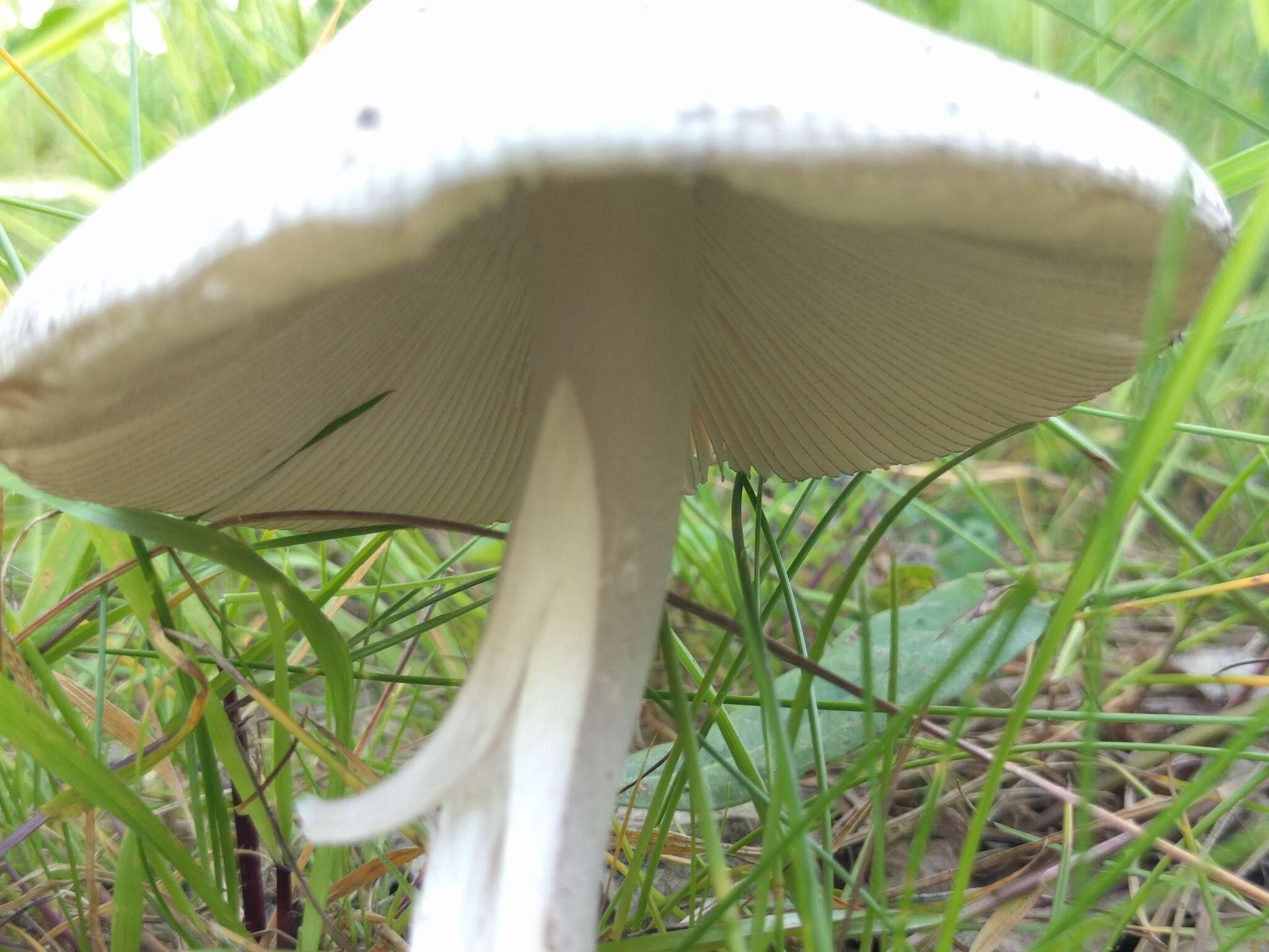 Image of Amanita vaginata (Bull.) Lam. 1783