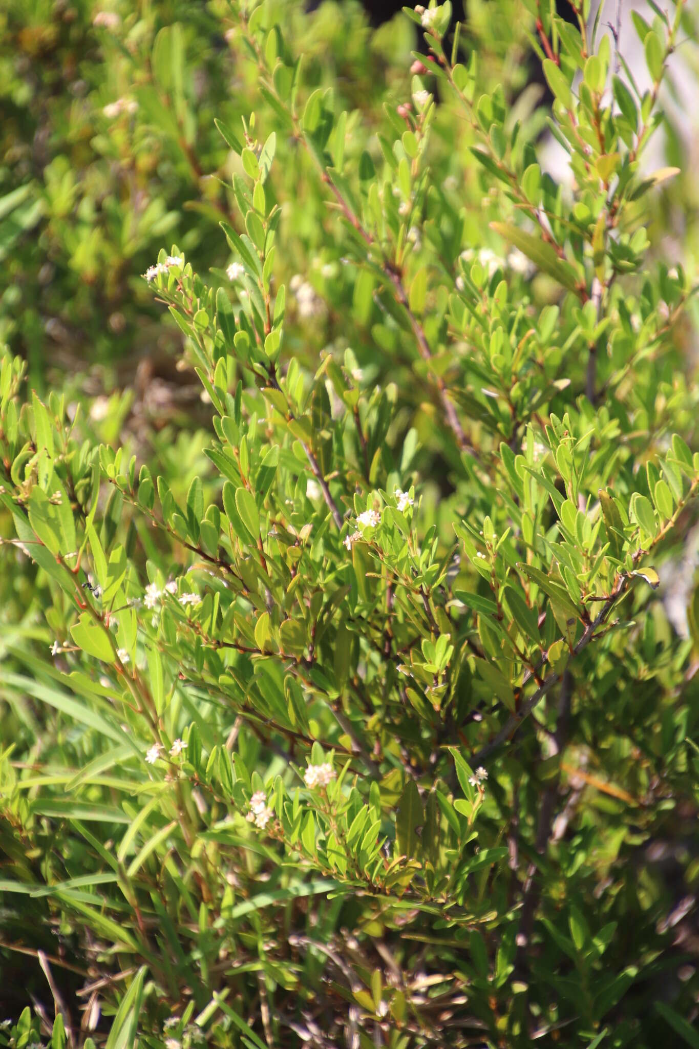 Image of Gymnosporia bachmannii Loes.