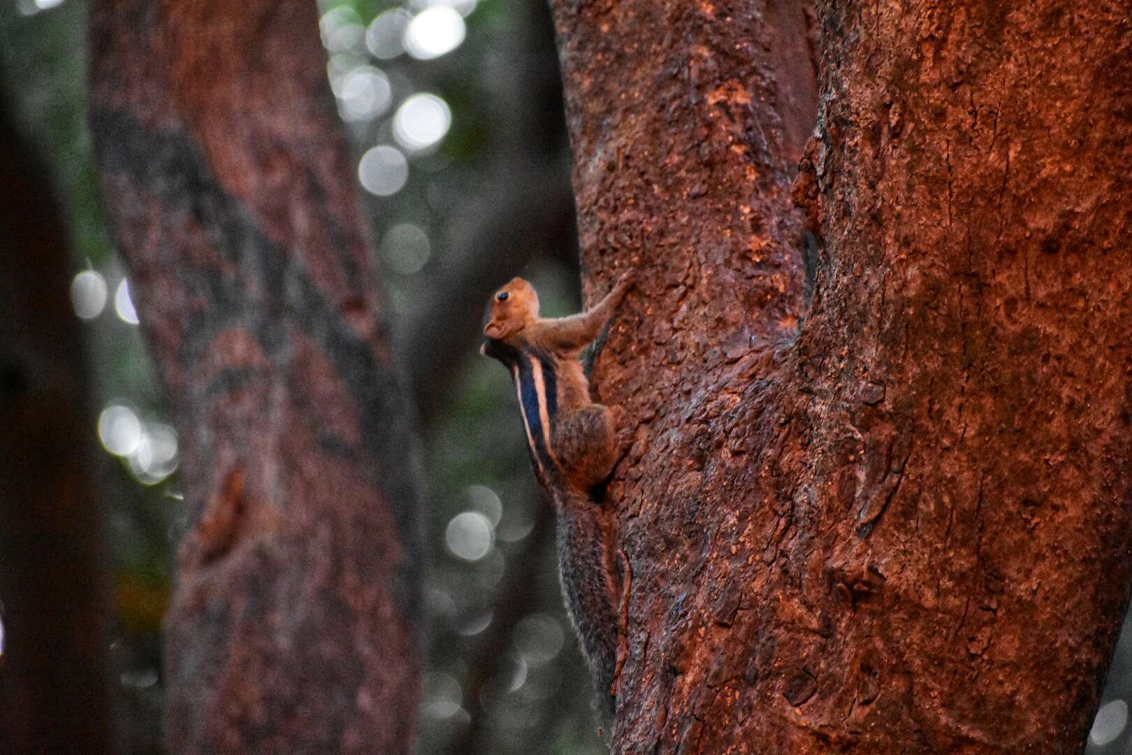 Sivun Funambulus tristriatus (Waterhouse 1837) kuva