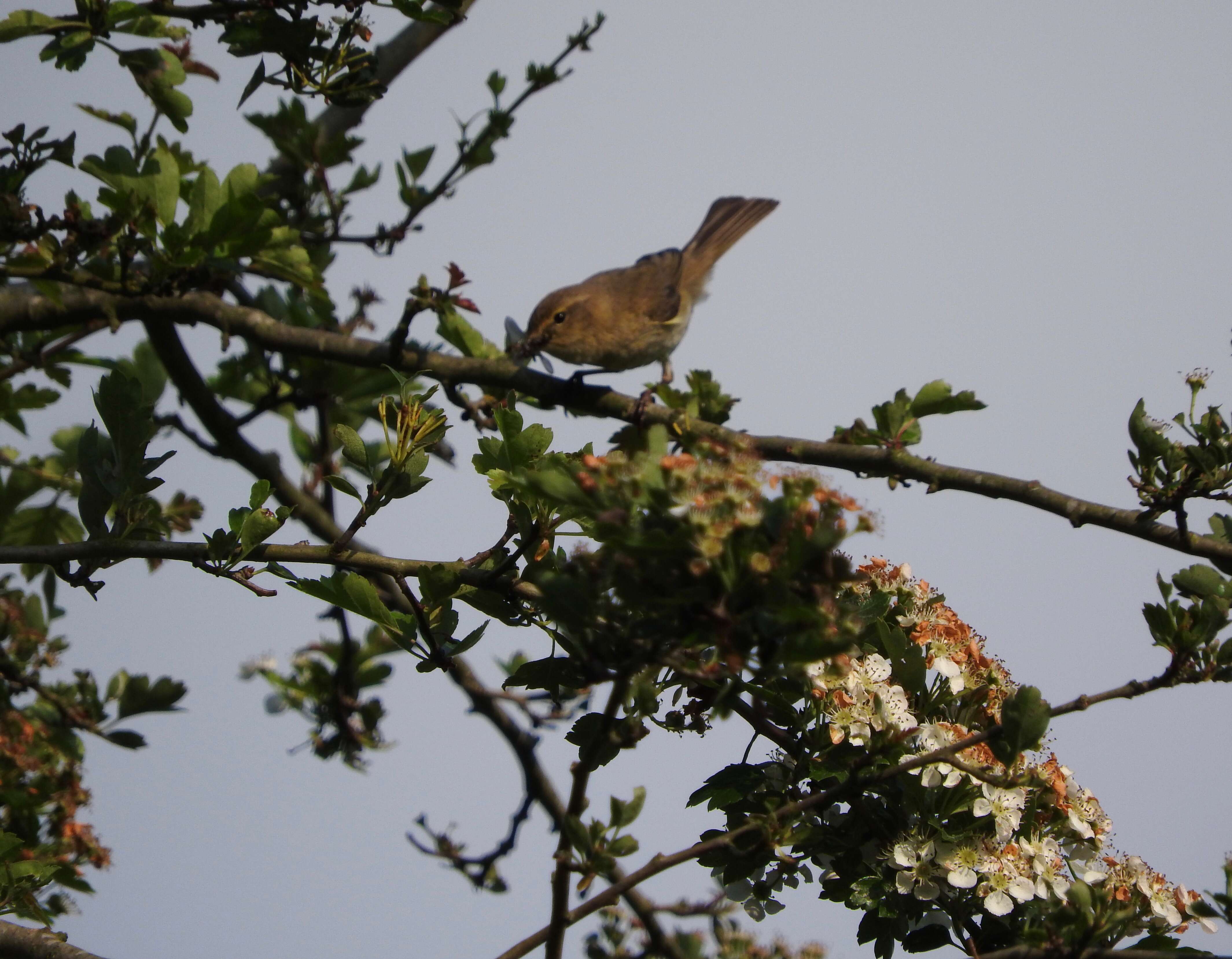 Image of Common Chiffchaff