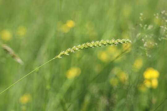 Cynosurus cristatus L. resmi