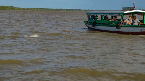 Image of Estuarine Dolphin