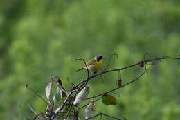 Geothlypis trichas (Linnaeus 1766) resmi