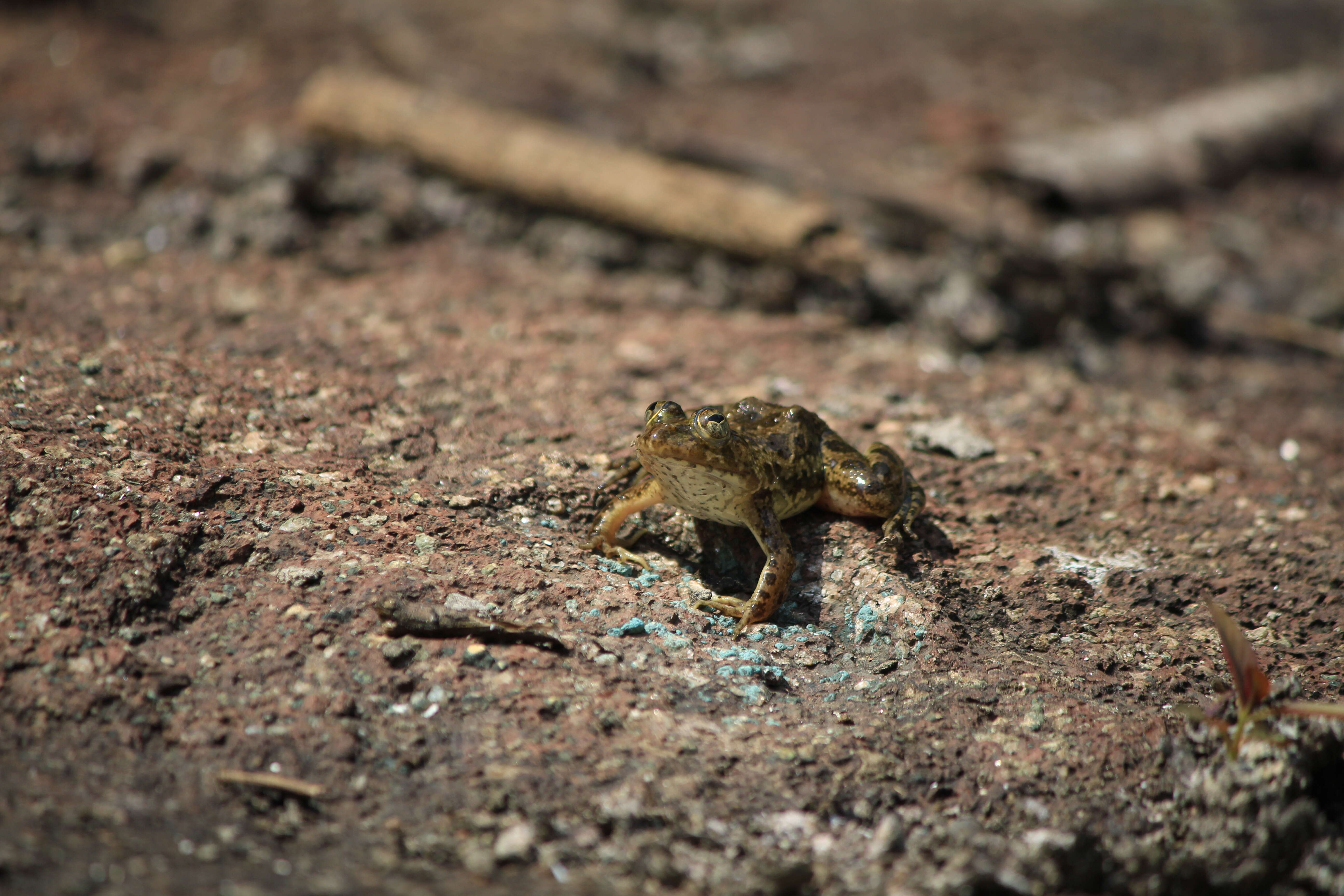 Image of Indian Skipper Frog
