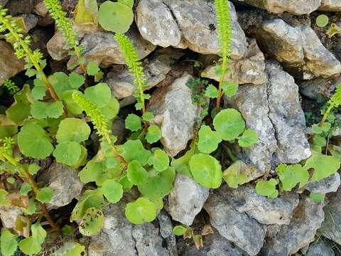 Image of Umbilicus rupestris (Salisb.) Dandy