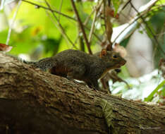 Image of Orange-bellied Himalayan Squirrel