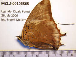 Image of Demon Charaxes