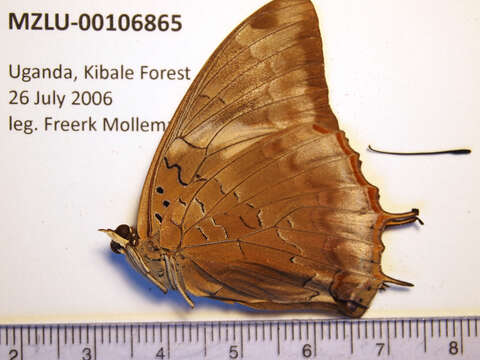 Image of Demon Charaxes