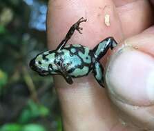 Image of Cauca Poison Frog