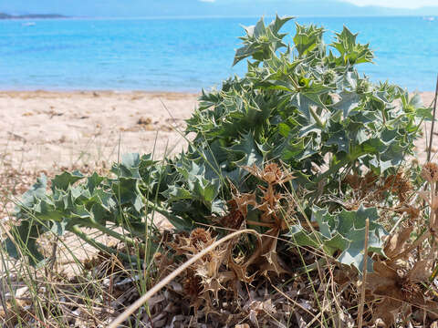 Image of sea-holly