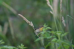 Geothlypis trichas (Linnaeus 1766) resmi