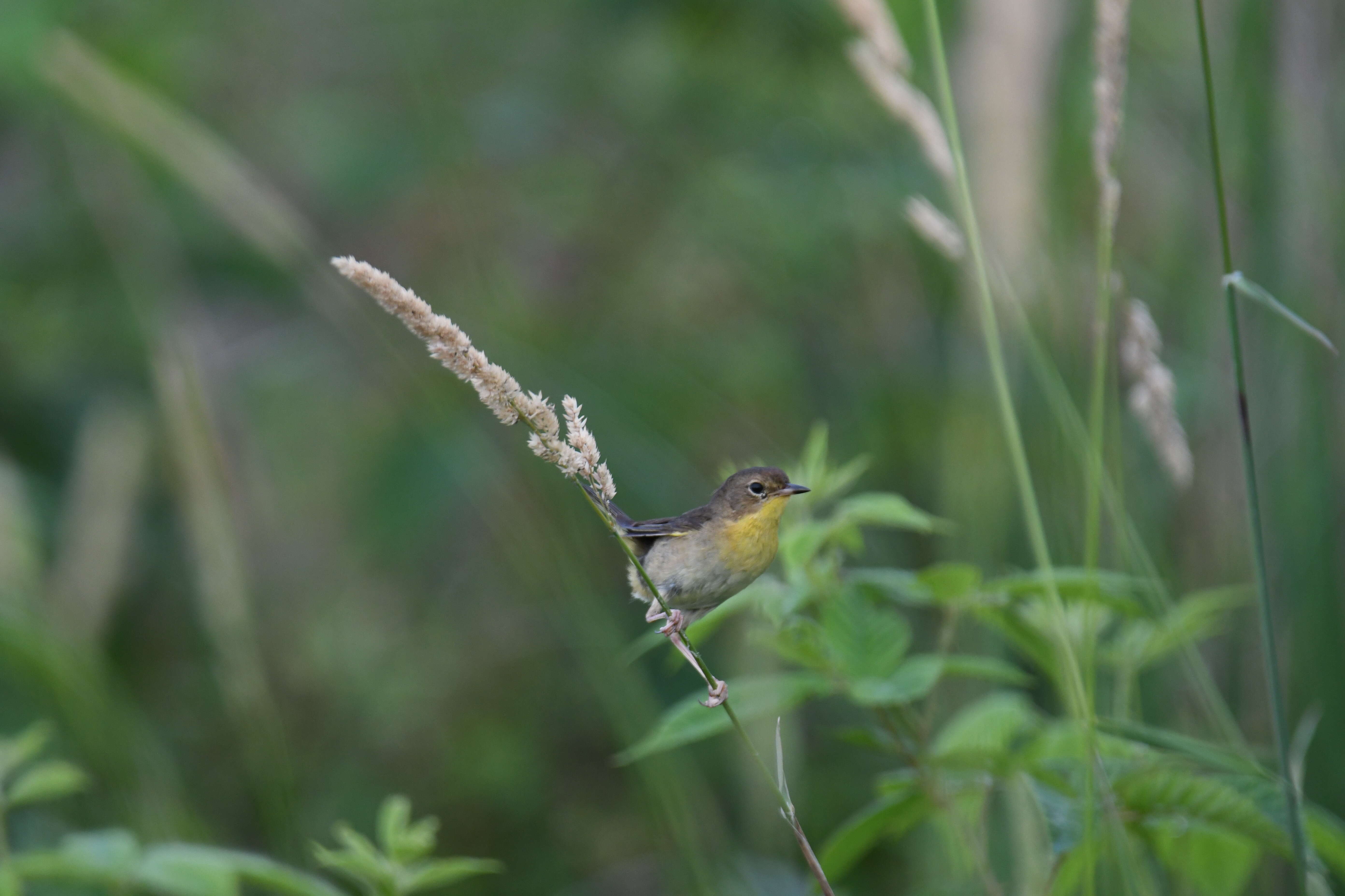 Geothlypis trichas (Linnaeus 1766) resmi