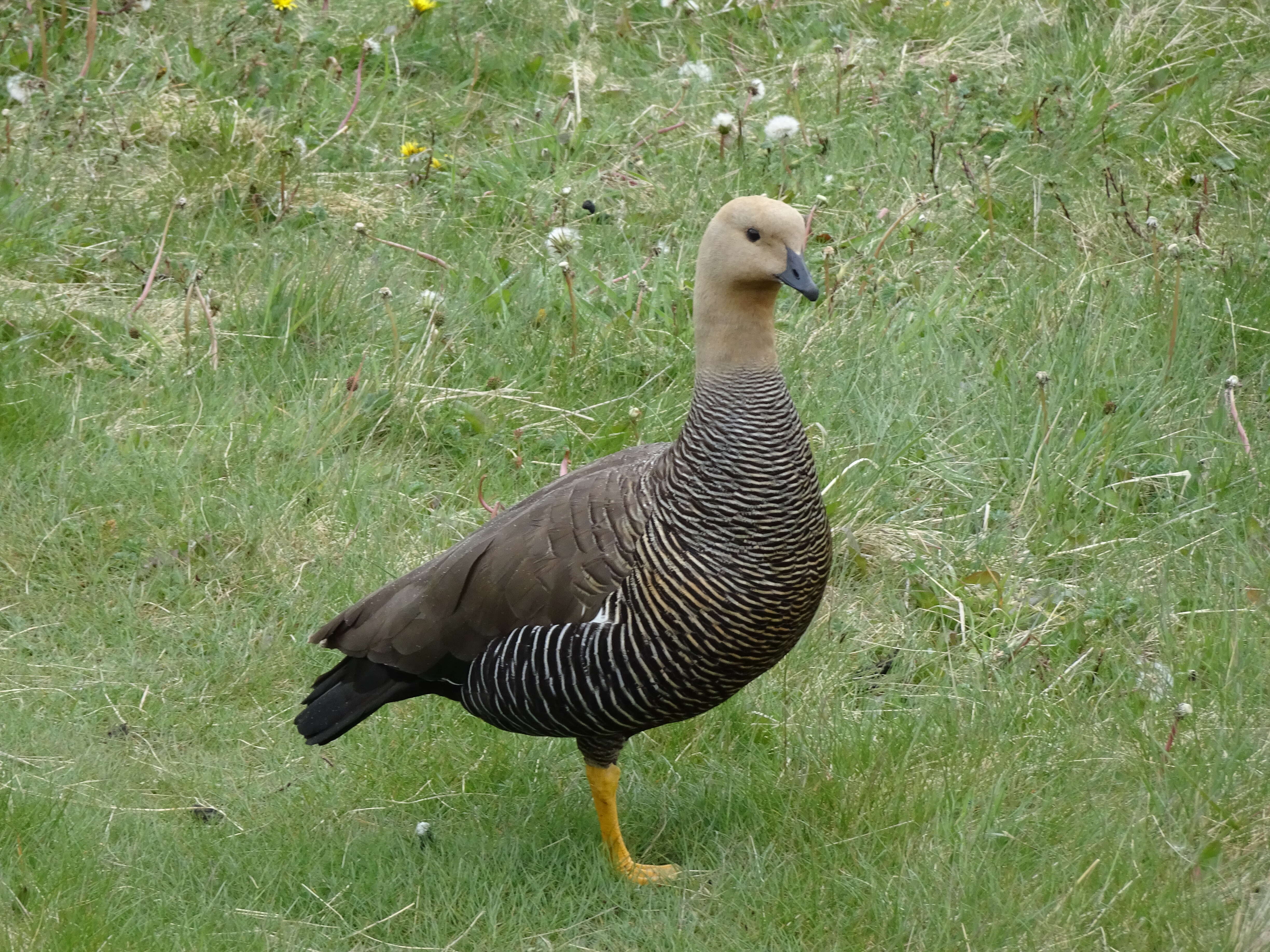 Image of Kelp Goose