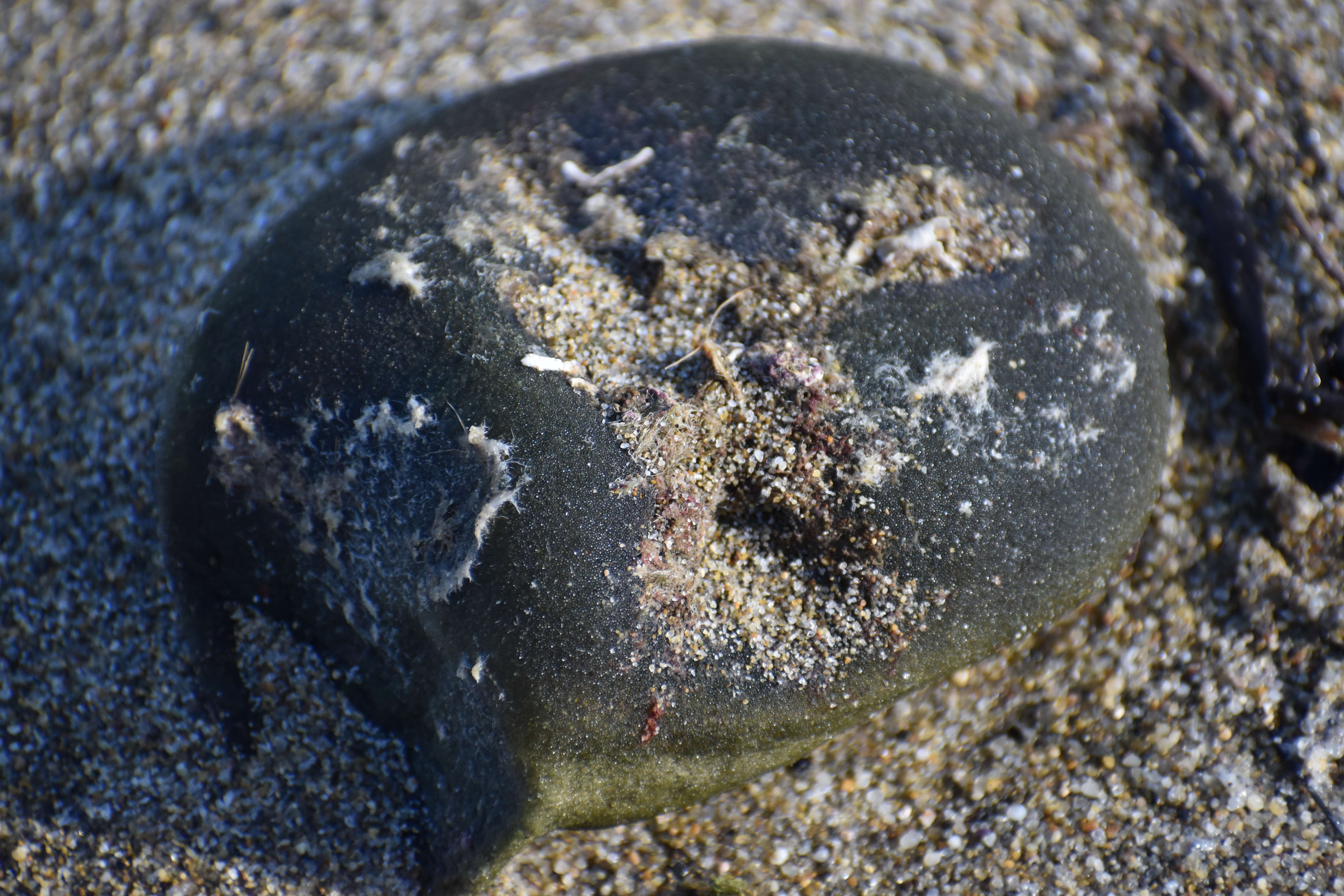 Image of Codium bursa