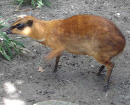 Image of Balabac Chevrotain