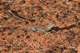 Ctenophorus pictus (Peters 1866) resmi