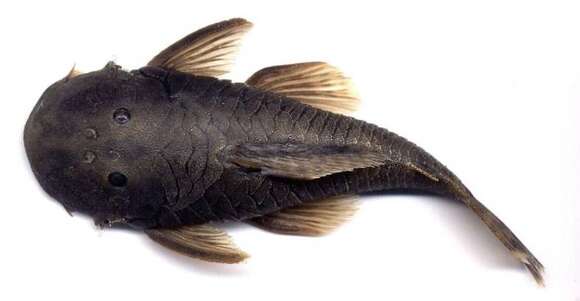 Image of Striped rubbernose plecostomus