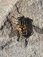 Image of Marsh Hoverfly