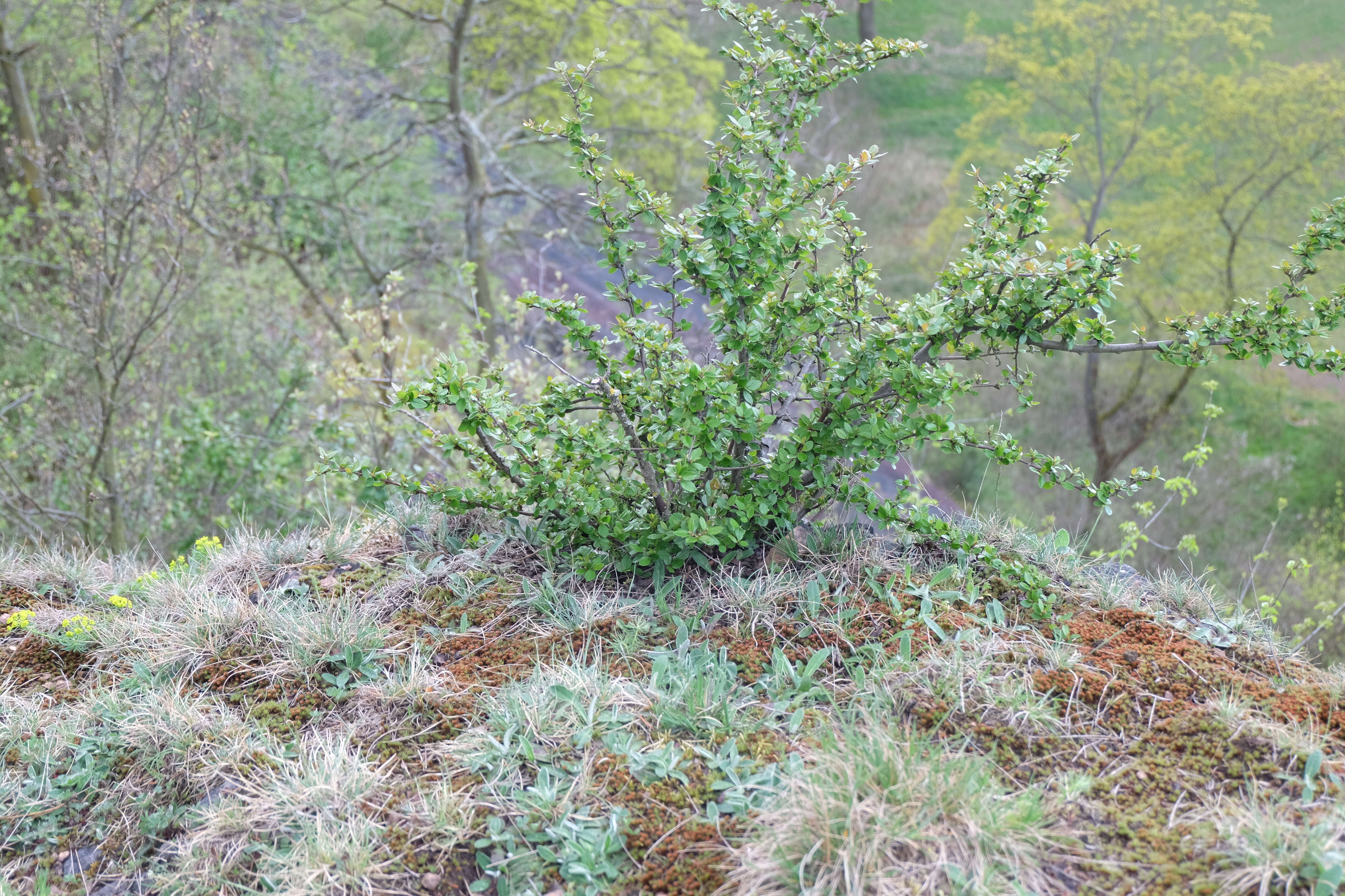 Cotoneaster acutifolius Turcz. resmi