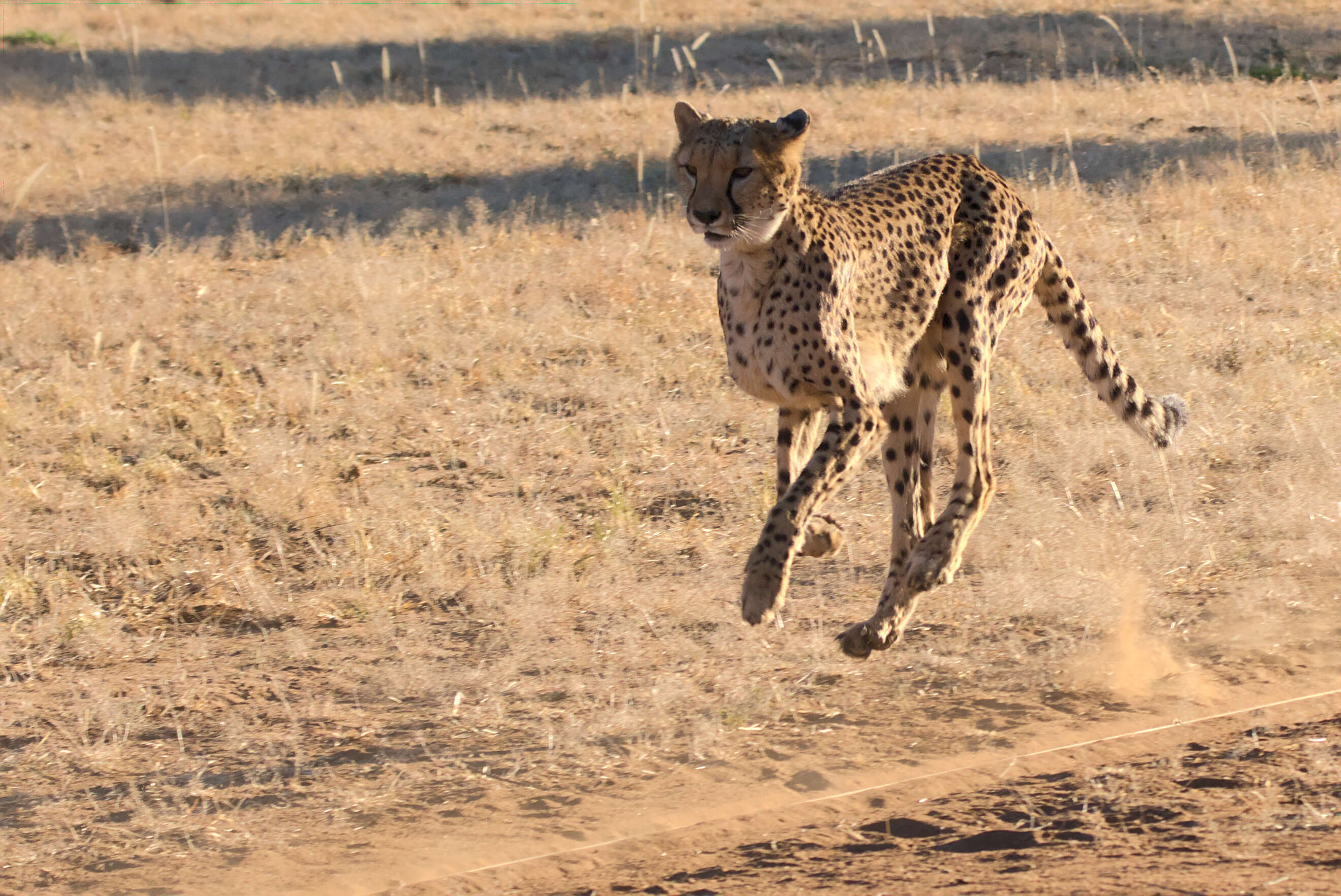 Image of Namibian cheetah