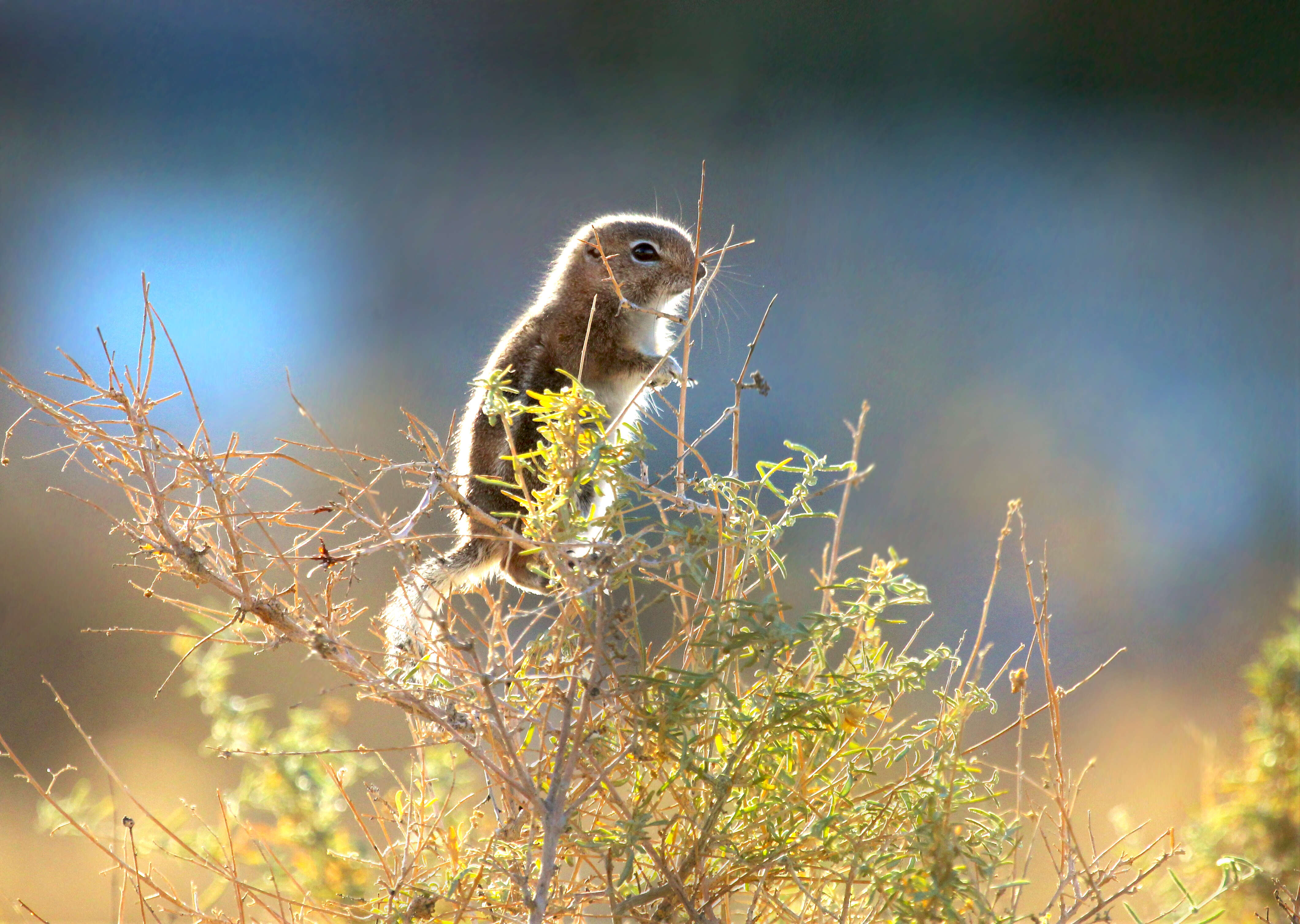 Image of white-tailed antelope squirrel