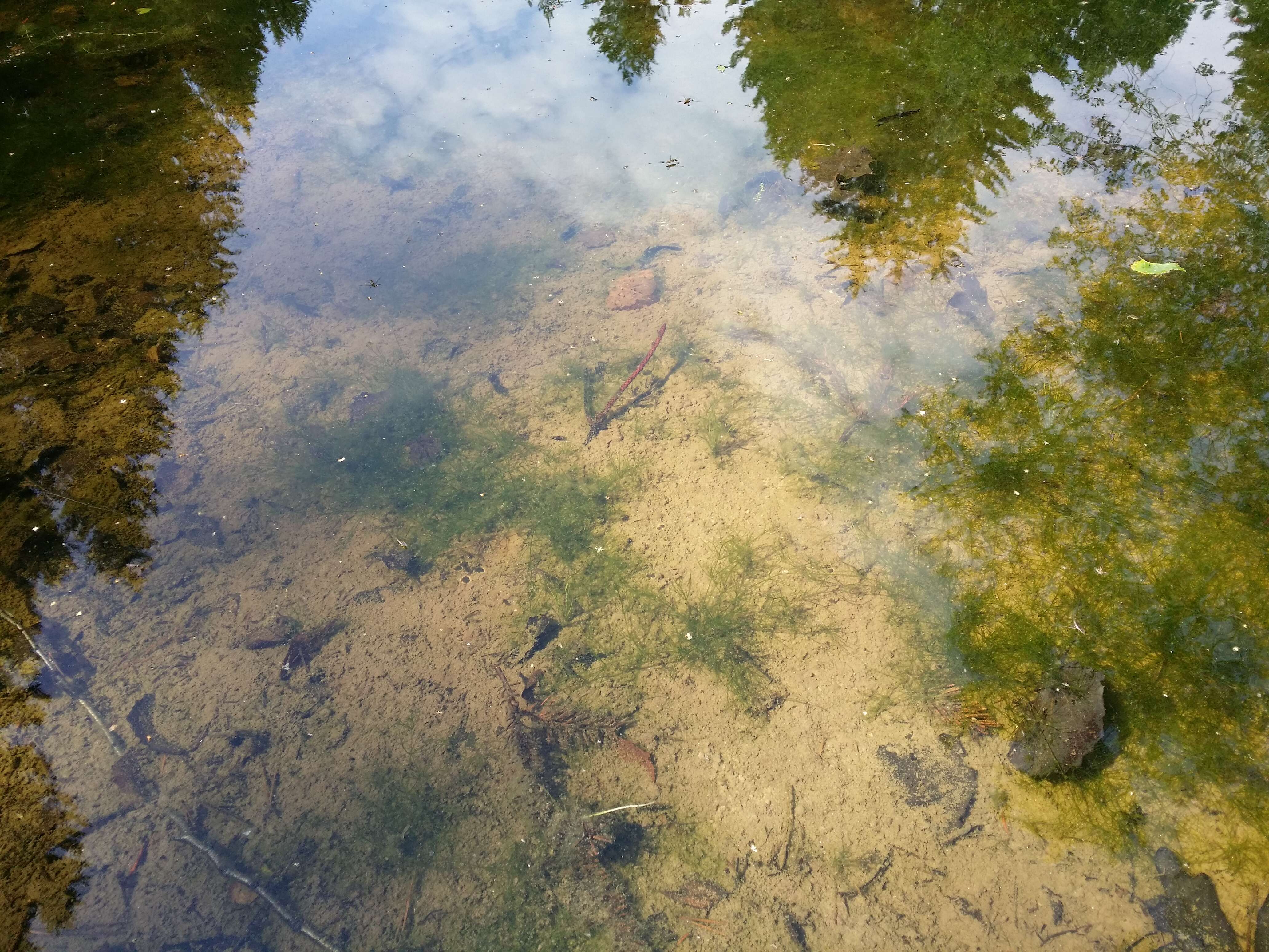 Image of Stonewort