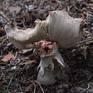 Image of Amanita rubescens Pers. 1797