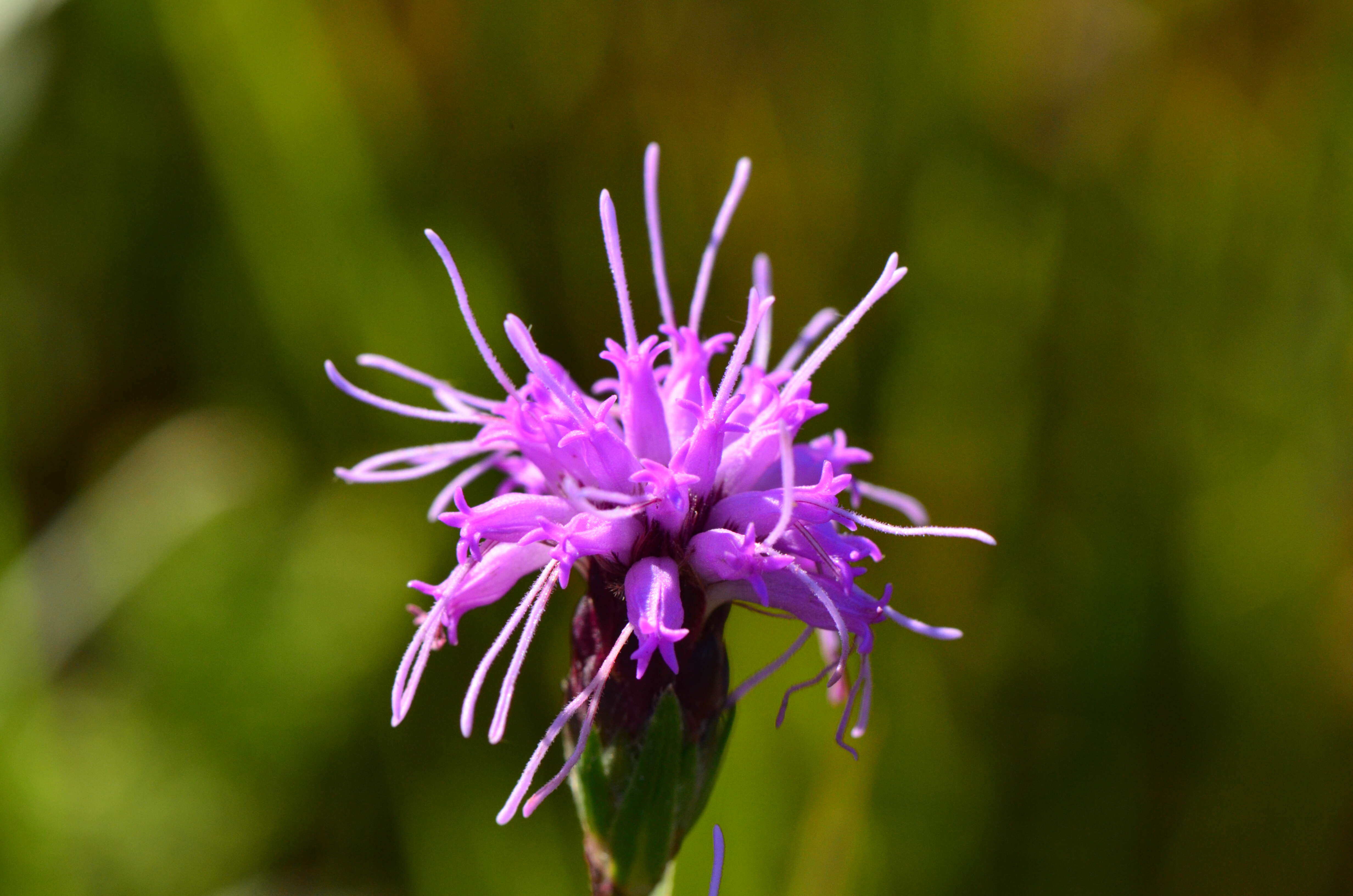 Слика од Liatris cylindracea Michx.