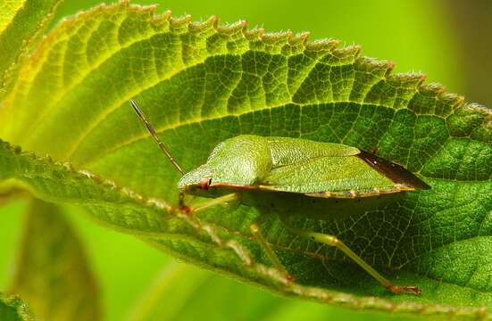 Image of Green shield bug