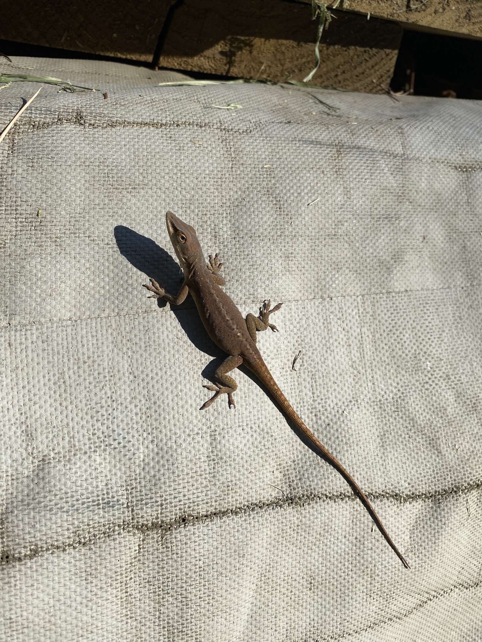 Sivun Anolis carolinensis Voigt 1832 kuva