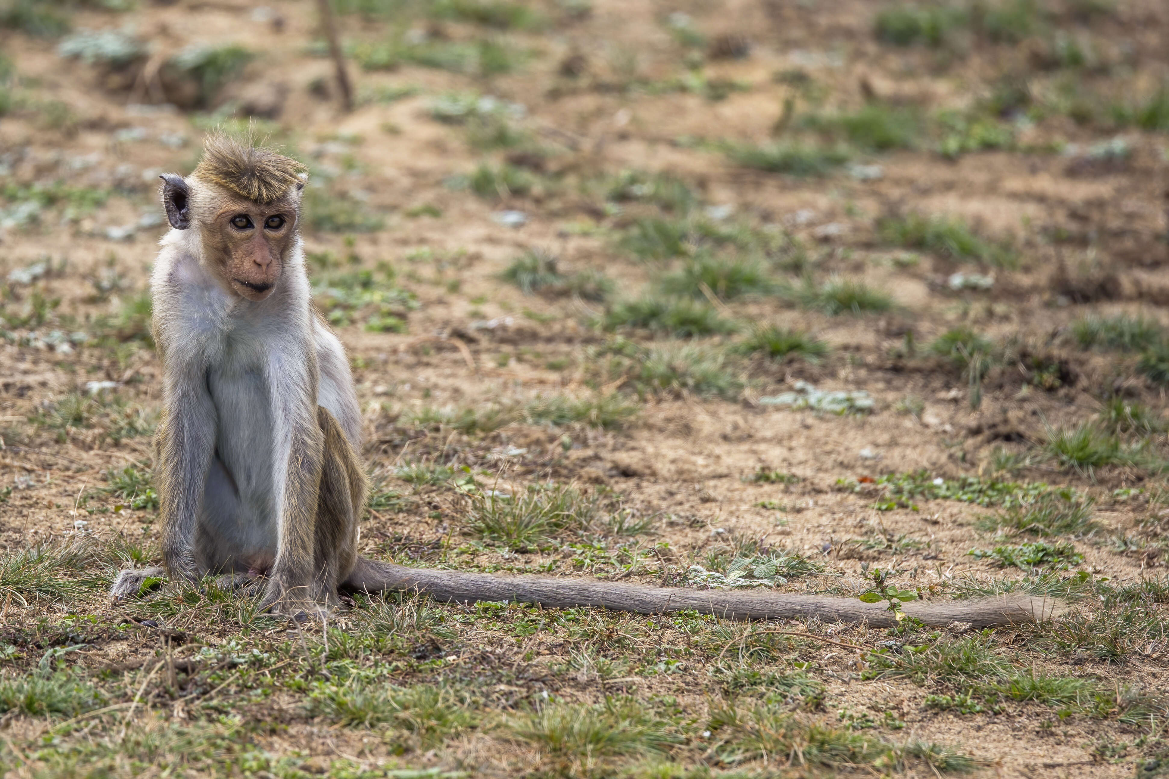 Imagem de Macaca sinica (Linnaeus 1771)