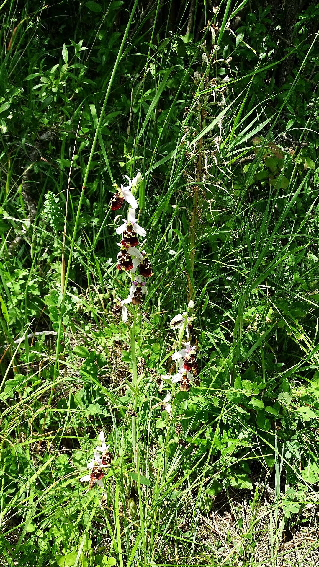 Image of Ophrys holosericea