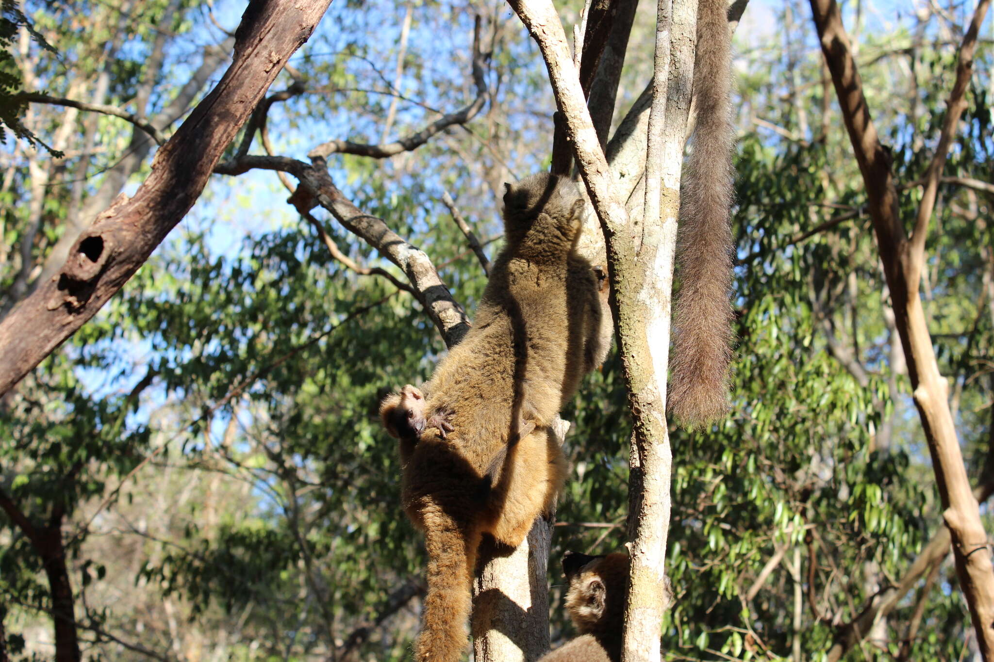 Image of Bennett's Brown Lemur