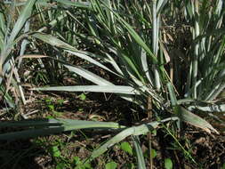 Image de Panicum coloratum L.