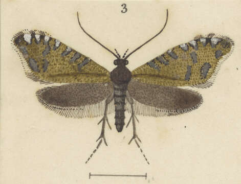 Image of Glyphipterix octonaria Philpott 1924