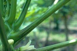 Image of Papaya ringspot virus