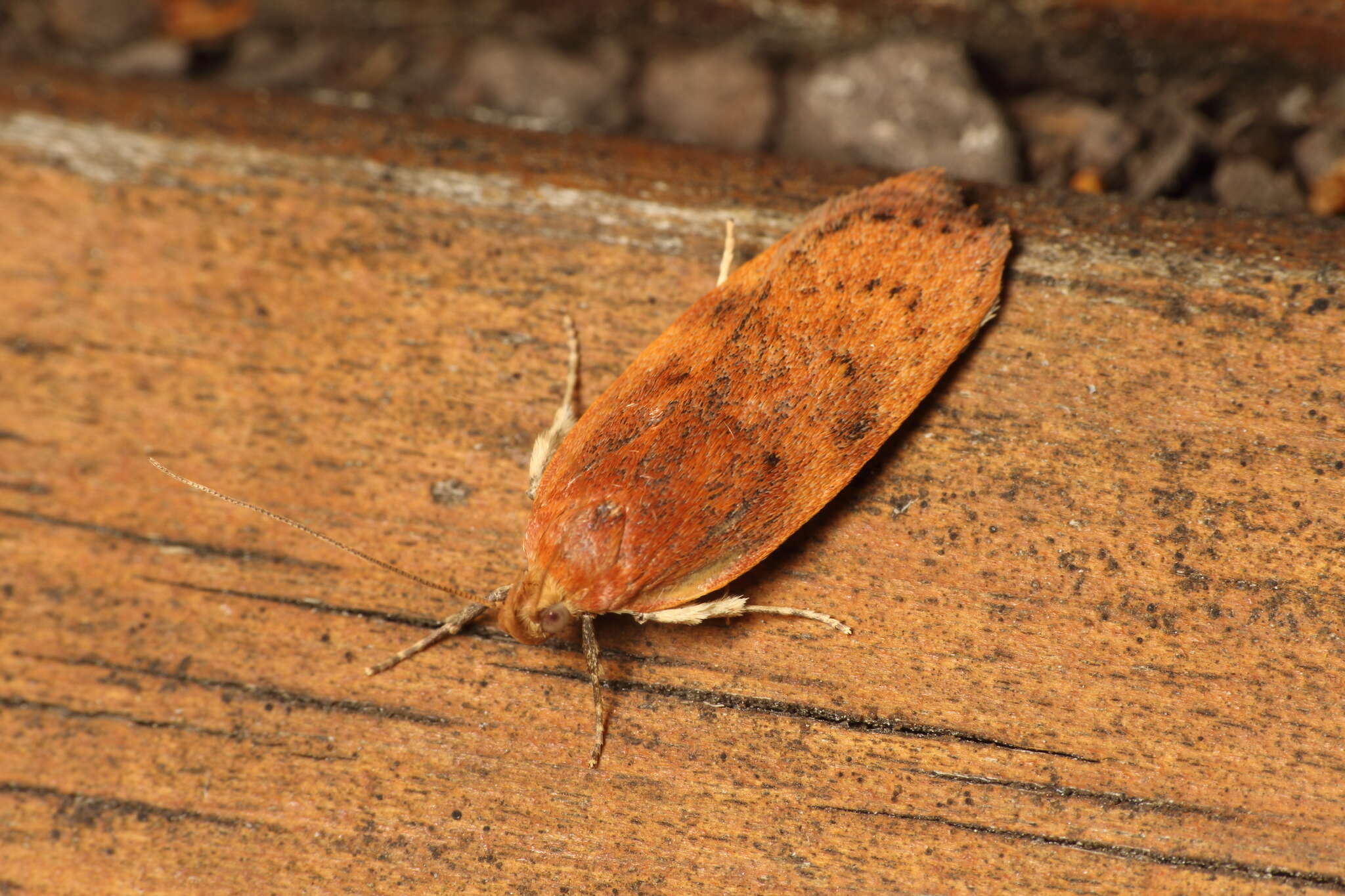 Image of Phaeosaces coarctatella