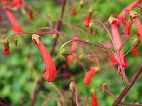 Image of Cape-fuchsia