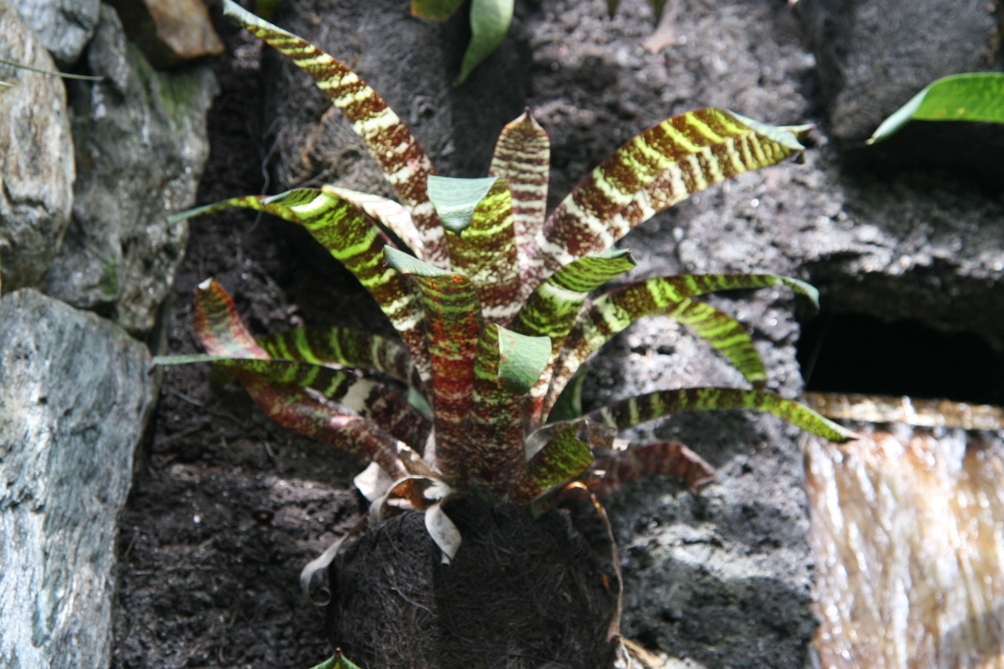 Image of Bromeliad